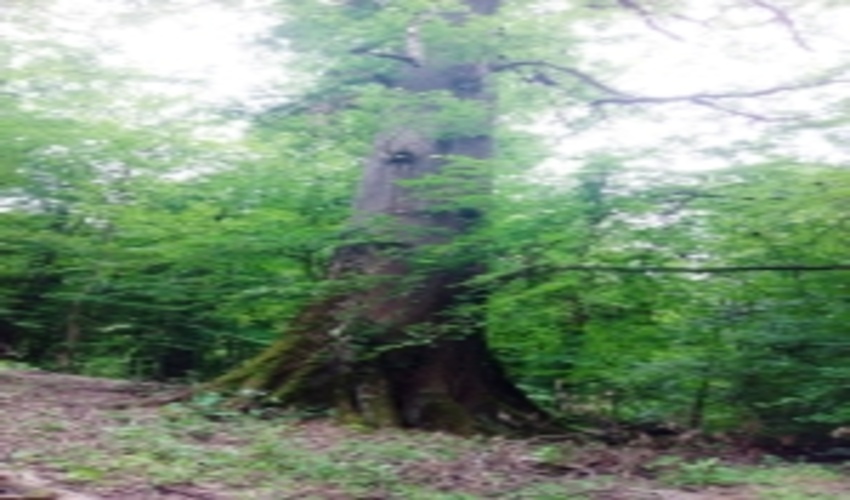 درخت بلوط بلند مازوی کهنسال روستای پایین کولای ساری در فهرست میراث طبیعی ملی ثبت گردید.