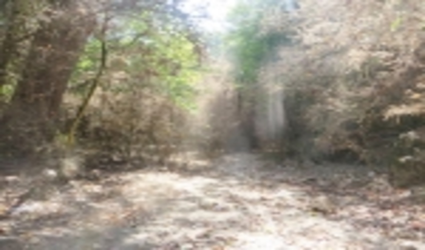 امین وطن دوست کارشناس ارشد گیاه پزشکی اداره کل منابع طبیعی و آبخیزداری مازندران- ساری مطرح کرد: دغدغه اصلی برای رهایی از خشکیدگی شمشادهای سبز مازندران، تأمین اعتبار است.