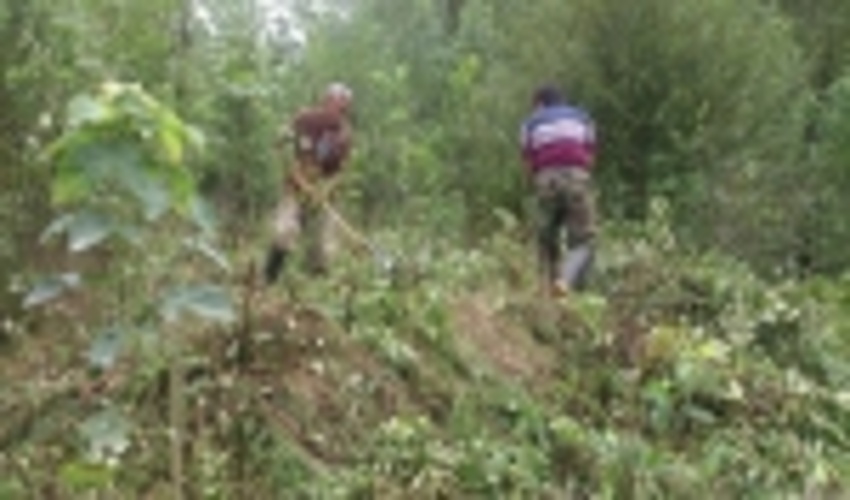 حجازیان، ناظر مسئول طرح های حفاظتی نکاچوب، خبر داد: انجام عملیات مراقبتی(وجین و سله شکنی) عرصه های جنگل کاری شده جاری و سنواتی در حوزه طرح های نکاچوب