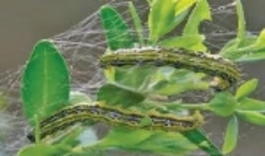     آفت شب پره تهدیدی بسیار خطرناک برای شمشادهای شمال کشور 