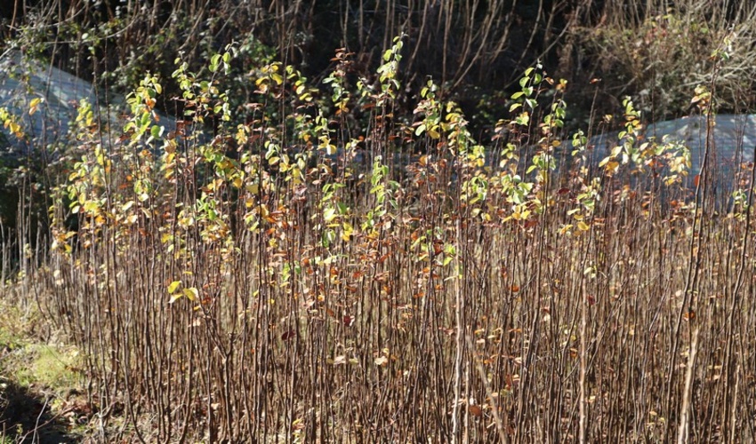 تولید سالانه حدود 300 هزار اصله نهال جنگلی در نهالستان زاغمرز شهرستان بهشهر 
