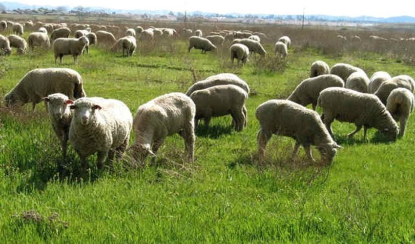 پایان سال 1401 آخرین فرصت تمدید پروانه چرای دام