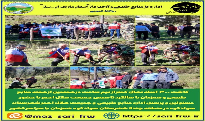 کاشت  ۳۰۰ اصله نهال در زمان۲۰ دقیقه در شهرستان قائمشهر