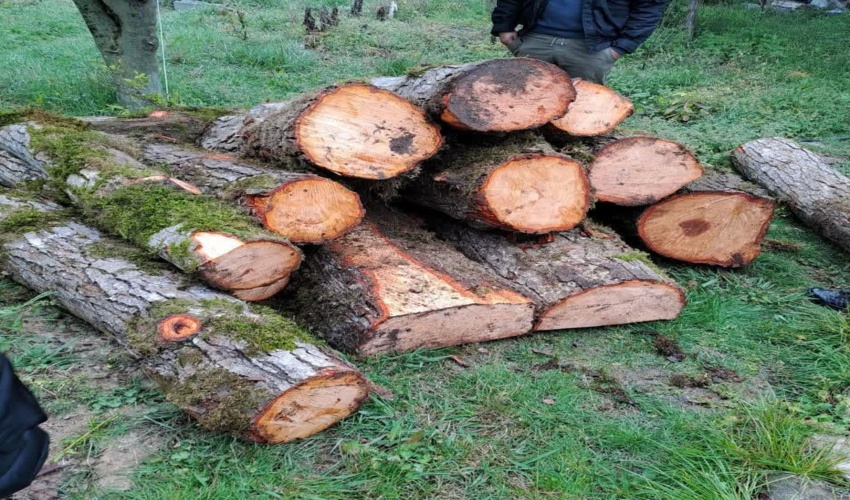 کشف چوب آلات جنگلی قاچاق در شهرستان نور