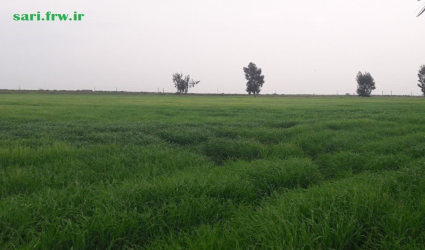 اجرای پروژه تبدیل دیمزارهای کم بازده استان مازندران به کشتزار علوفه دائمی