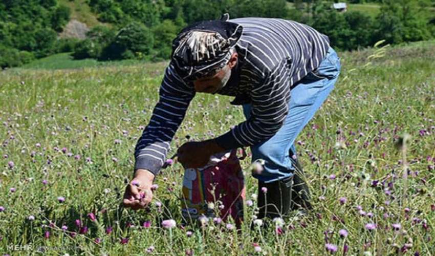 پلمپ مرکز خرید و فروش چوب آلات در شهرستان بهشهر