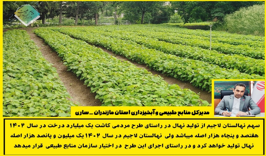 افزایش دو برابری تولید نهال در نهالستان لاجیم سوادکوه در راستای طرح مردمی کاشت یک میلیارد درخت