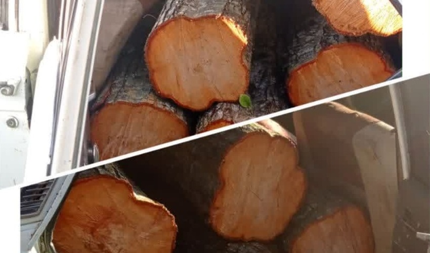 کشف محمولات جنگلی قاچاق در شهرستان نور