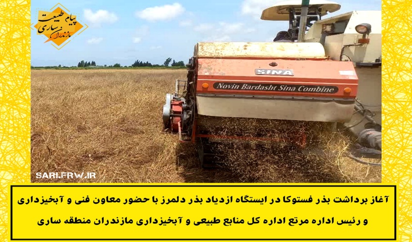 آغاز برداشت بذر فستوکا در ایستگاه ازدیاد بذر دلمرز