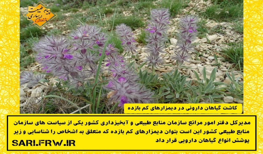  کاشت گیاهان داروئی در دیمزارهای کم بازده