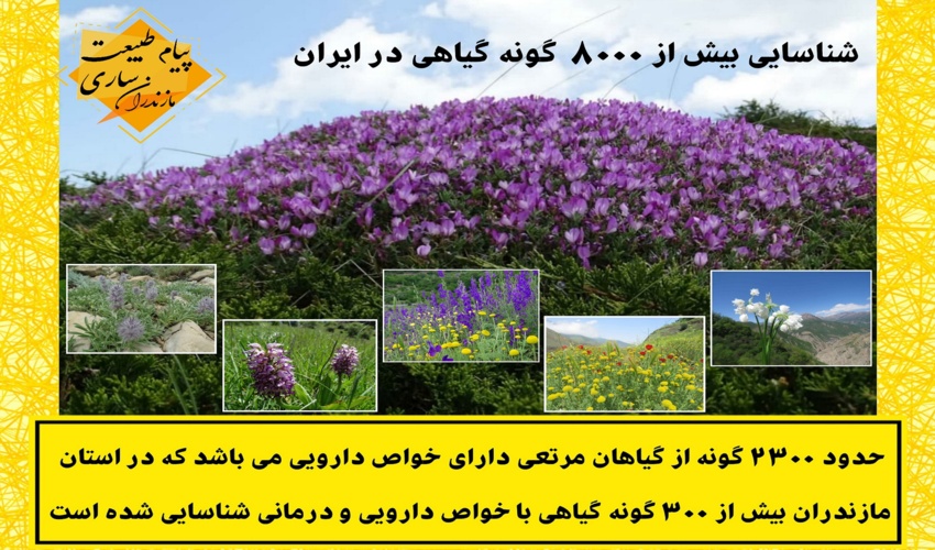 شناسایی بیش از 8000  گونه گیاهی در ایران 