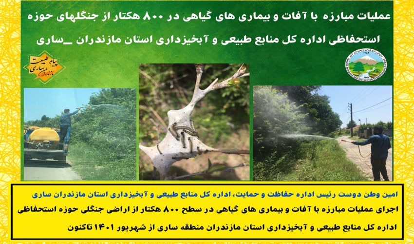 عملیات مبارزه  با آفات و بیماری های گیاهی در 800 هکتار از جنگلهای حوزه اداره کل ساری 