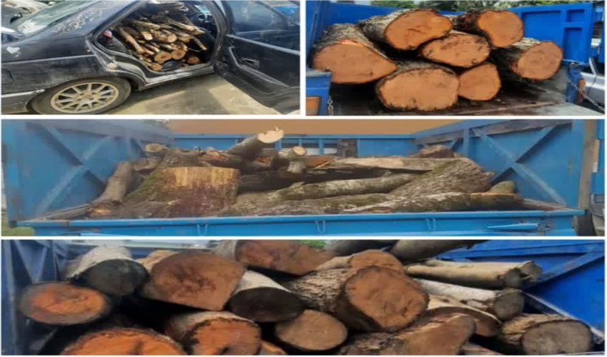 کشف و ضبط محمولات جنگلی در شهرستان نور