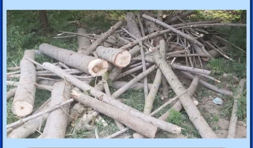 کشف چوب الات  قاچاق در شهرستان  نور