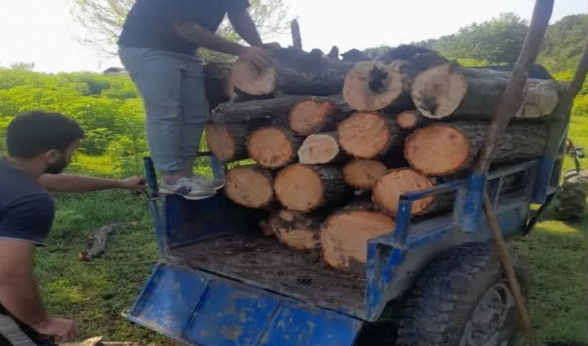 کشف و ضبط محمولات جنگلی در شهرستان نور