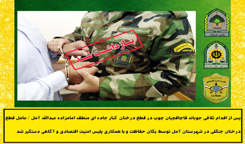 اقدام تلافی جویانه قاچاقچیان چوب/ عامل قطع درختان جنگلی در آمل دستگیر شد