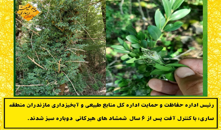 سبز شدن دوباره شمشادهای هیرکانی