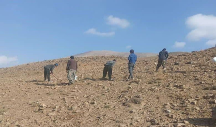 کپه کاری مشارکتی در ۴۰۰ هکتار از مراتع آمل انجام می‌شود 