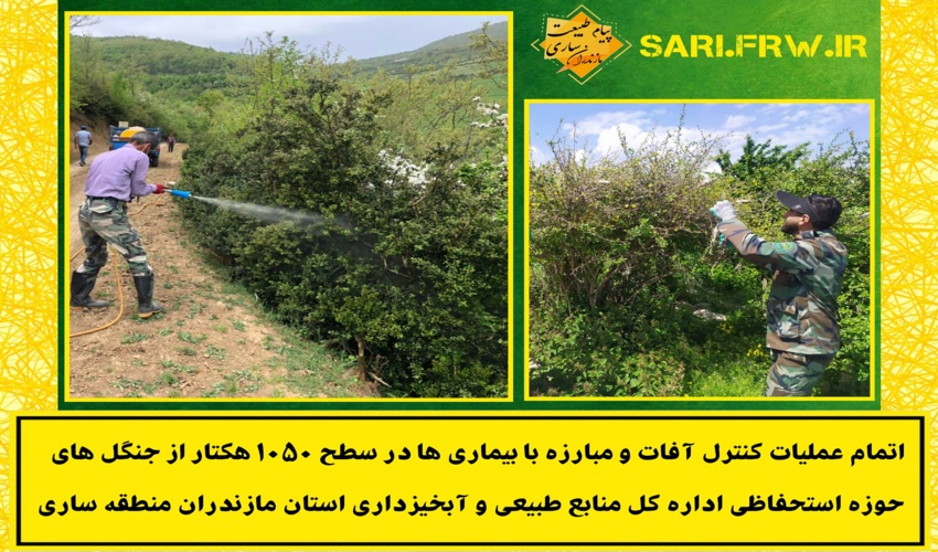 کنترل آفات و بیماری های 1050 هکتاز از جنگل های حوزه اداره کل ساری