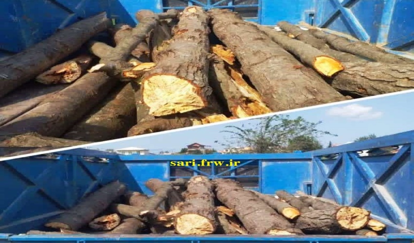 توقیف خودروی حامل چوب قاچاق در نور