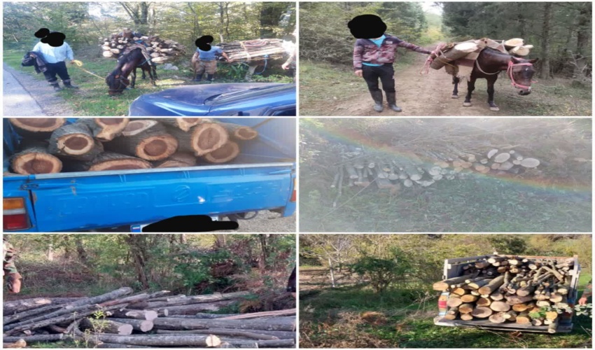 کشف و ضبط چوب آلات قاچاق جنگلی در شهرستان گلوگاه