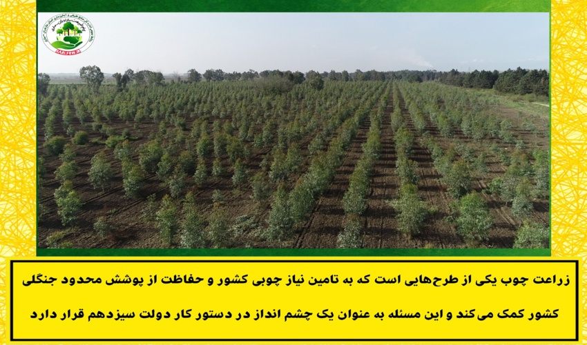 لطفا چوبکاری بفرمایید!/ گیلان، مازندران و خوزستان سردمداران زراعت چوب