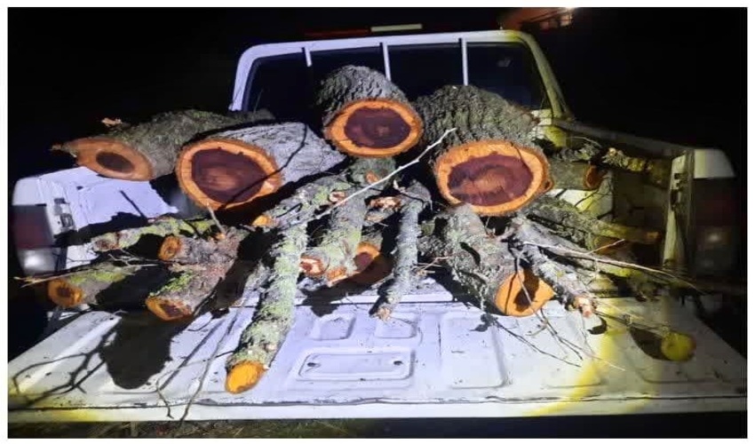 کشف و ضبط چوب قاچاق در شهرستان میاندورود