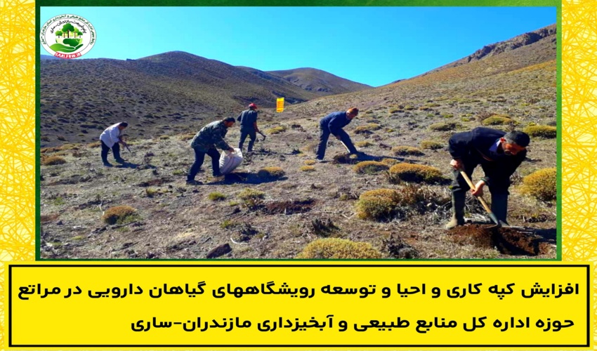 افزایش کپه کاری و احیا و توسعه رویشگاههای گیاهان دارویی در مراتع حوزه اداره کل منابع طبیعی و آبخیزداری مازندران-ساری
