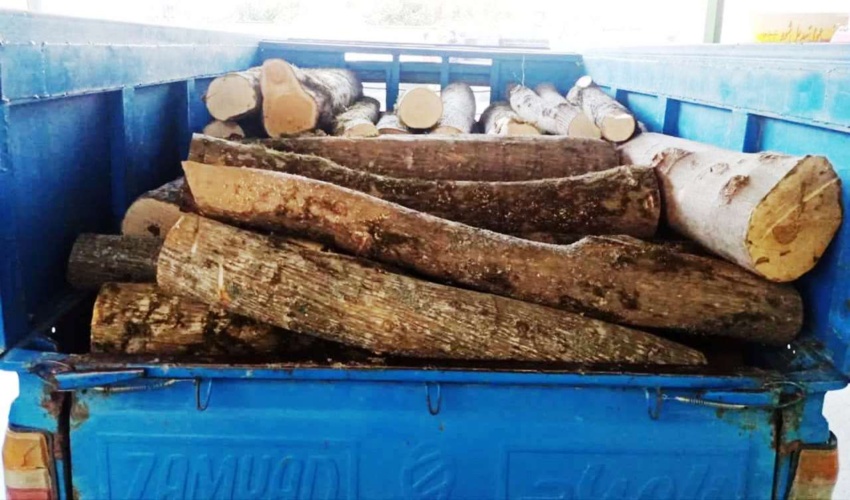 توقیف دو دستگاه نیسان حامل چوب جنگلی قاچاق در آمل 