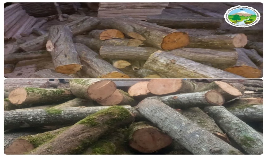  باند قاچاق چوب در آمل متلاشی شد