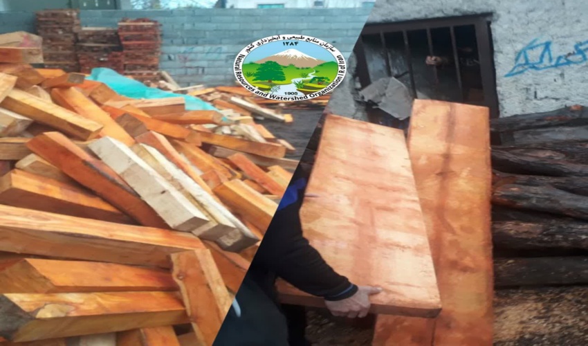 دستگیری عوامل قطع درختان جنگلی در آمل