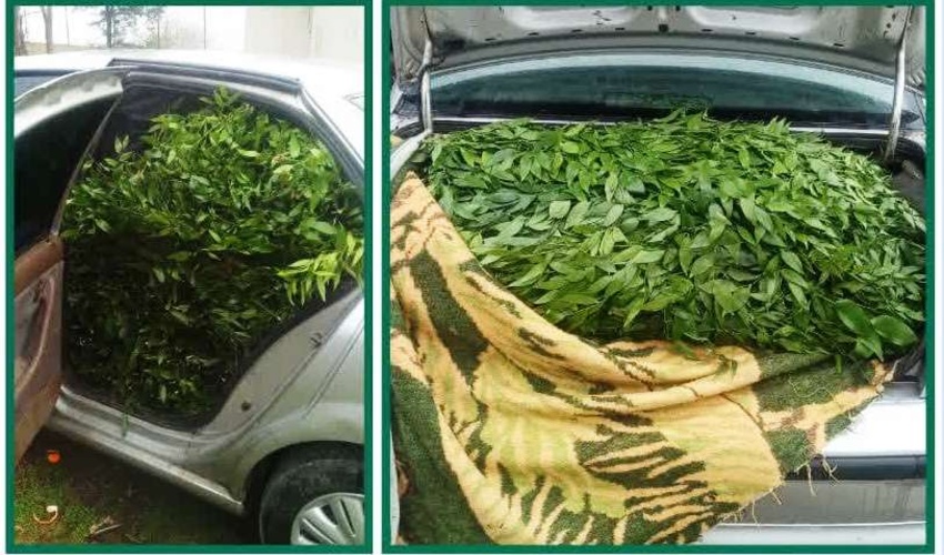 توقیف خودروی سواری حامل محمولات جنگلی قاچاق در ساری