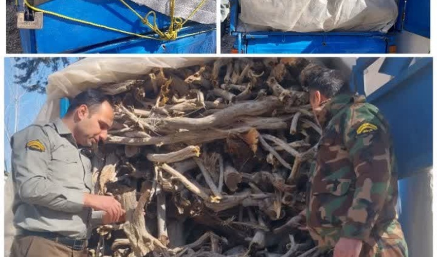 کشف و ضبط چوب قاچاق تاغ در شهرستان میاندورود