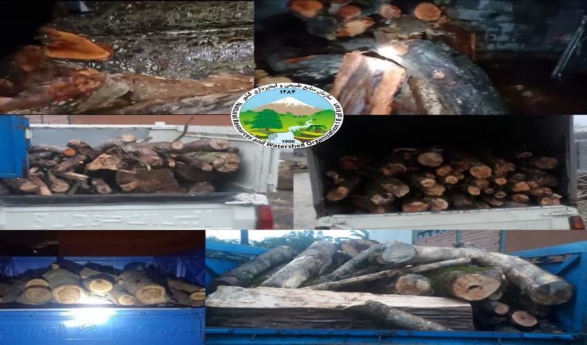 کشف  6.5تن چوب قاچاق در شهرستان نور