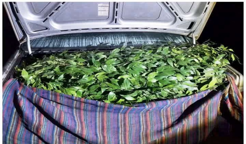 کشف و ضبط محمولات جنگلی از گونه چلم در شهرستان میاندورود