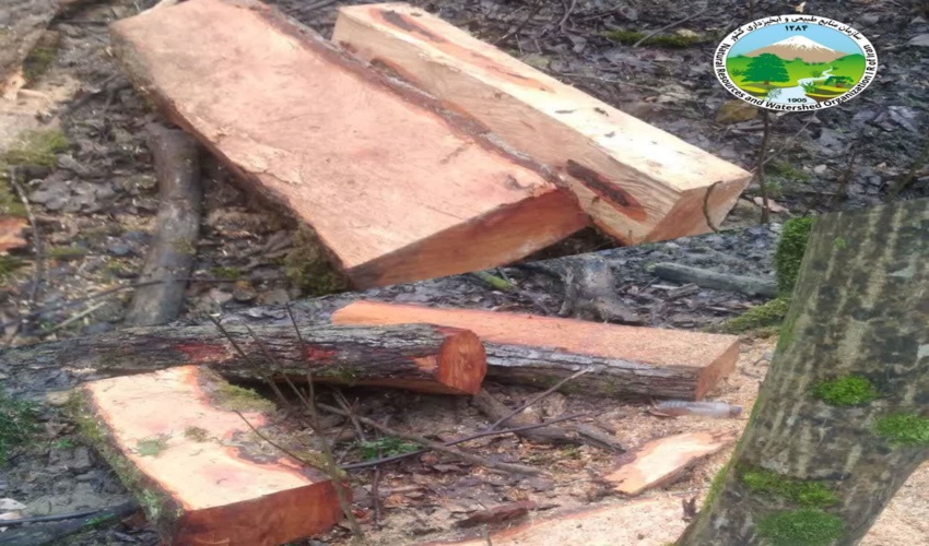 کشف پانصد کیلوگرم چوب آلات قاچاق در شهرستان نور