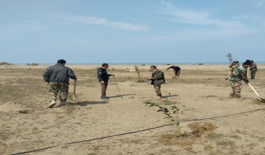 کاشت نهال در سواحل گهرباران شهرستان میاندورود
