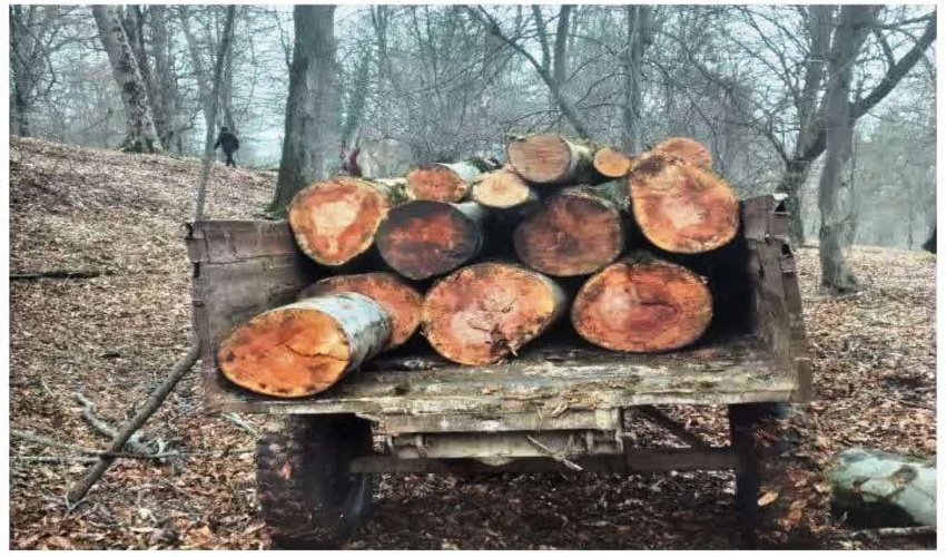 شناسایی متخلف قطع و تبدیل درخت جنگلی در حین ارتکاب جرم در شهرستان میاندورود