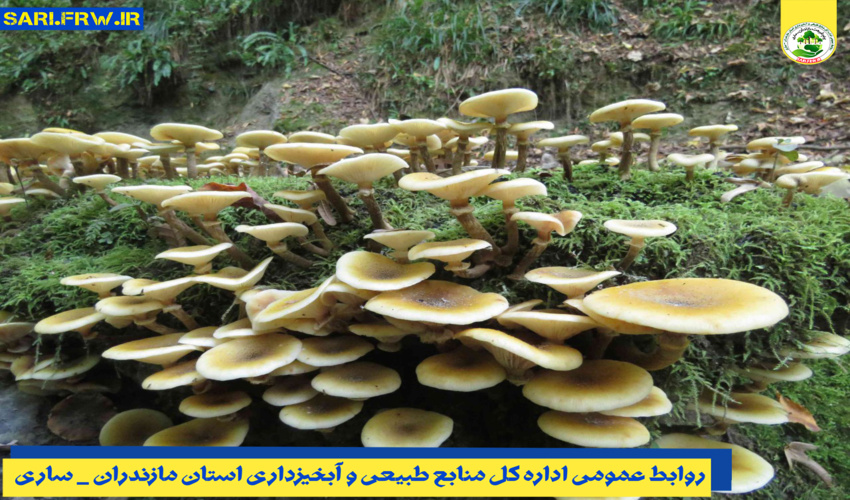 هشدار نسبت به مسمومیت نوعی قارچ در بهار
