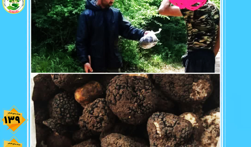 کشف و ضبط محصولات فرعی جنگلی (قارچ ترافل ) در شهرستان گلوگاه 