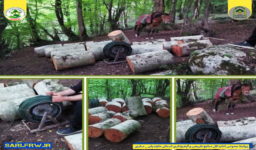 کشف و ضبط چوب آلات قاچاق جنگلی در شهرستان سوادکوه