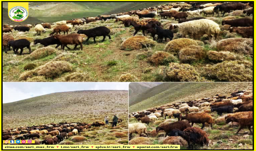  خروج دام غیرمجاز از مراتع لاسم آمل