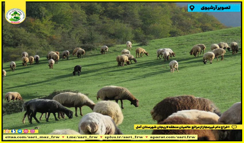  اخراج دام غیرمجاز از مراتع آمل