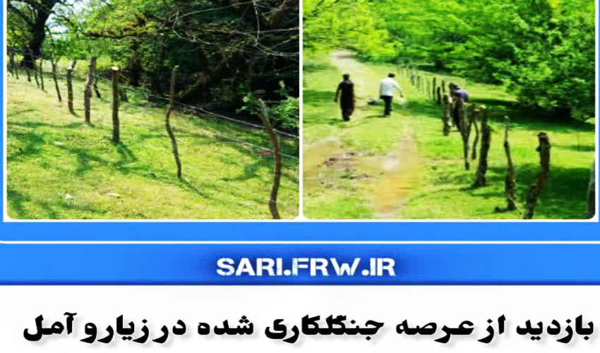 بازدید از عرصه جنگلکاری شده در زیارو آمل