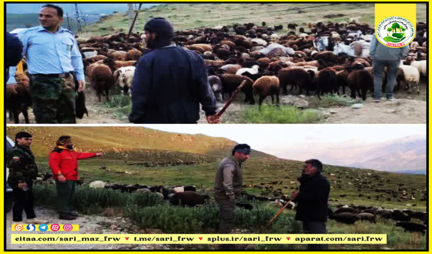  جلوگیری از ورود ۱۰ بلوک دام غیرمجاز به مراتع آمل