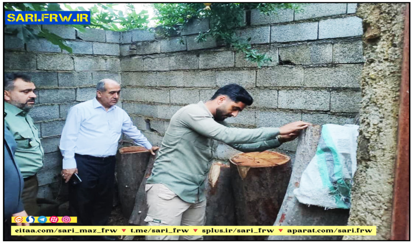 کشف چوب جنگلی قاچاق در آمل 