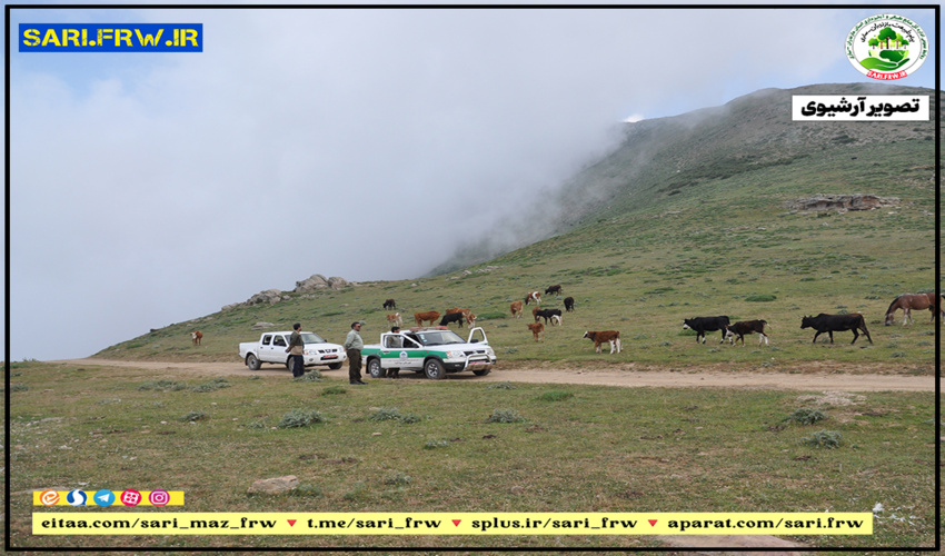 خروج دام مازاد از مراتع نمارستاق آمل