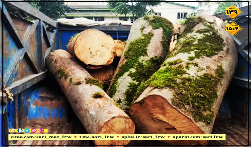  کشف چوب جنگلی قاچاق در آمل 