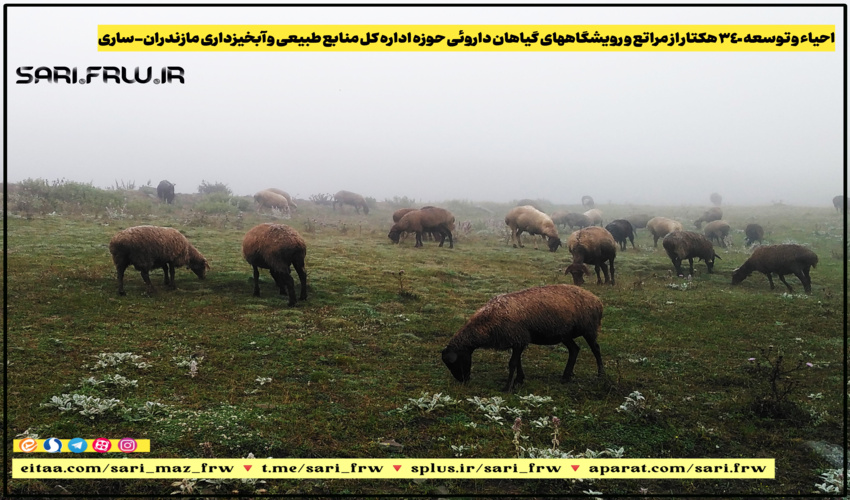 احیاء و توسعه 340 هکتار از مراتع و  رویشگاههای گیاهان داروئی  حوزه اداره کل منابع طبیعی و آبخیزداری مازندران-ساری