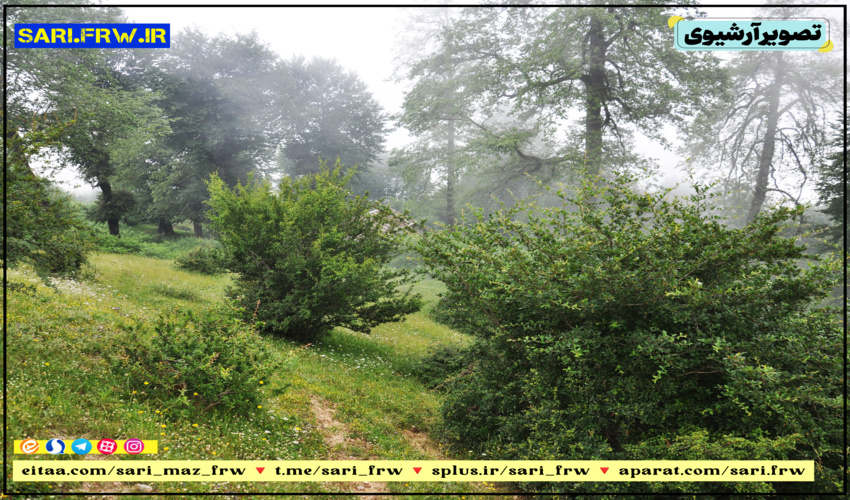 رفع تصرف از اراضی ملی در شهرستان نکا 